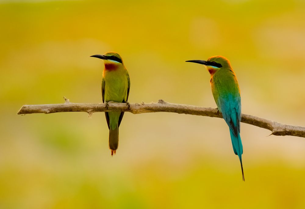 Green bee eater.