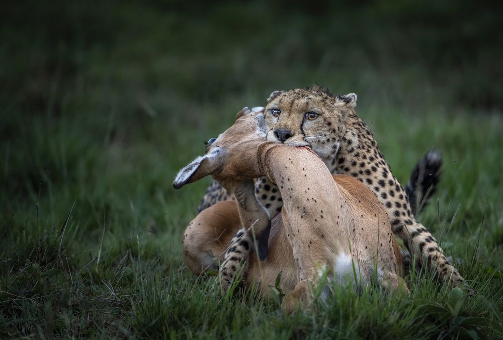 Photograph by Dilip Shah