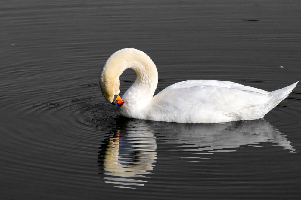Swan and black lake