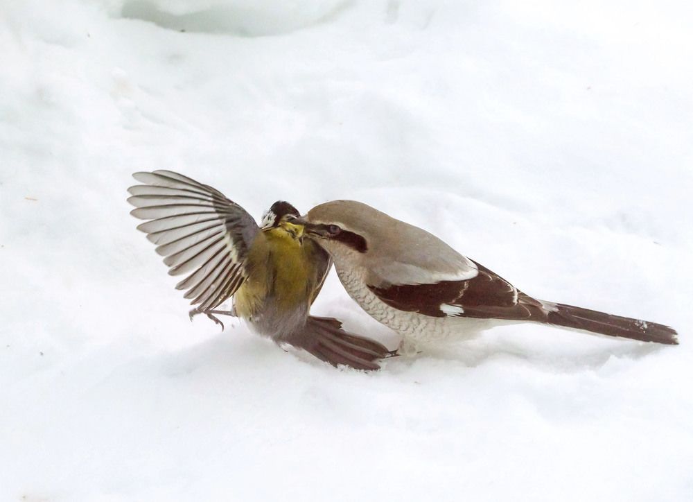 Птичий волк.