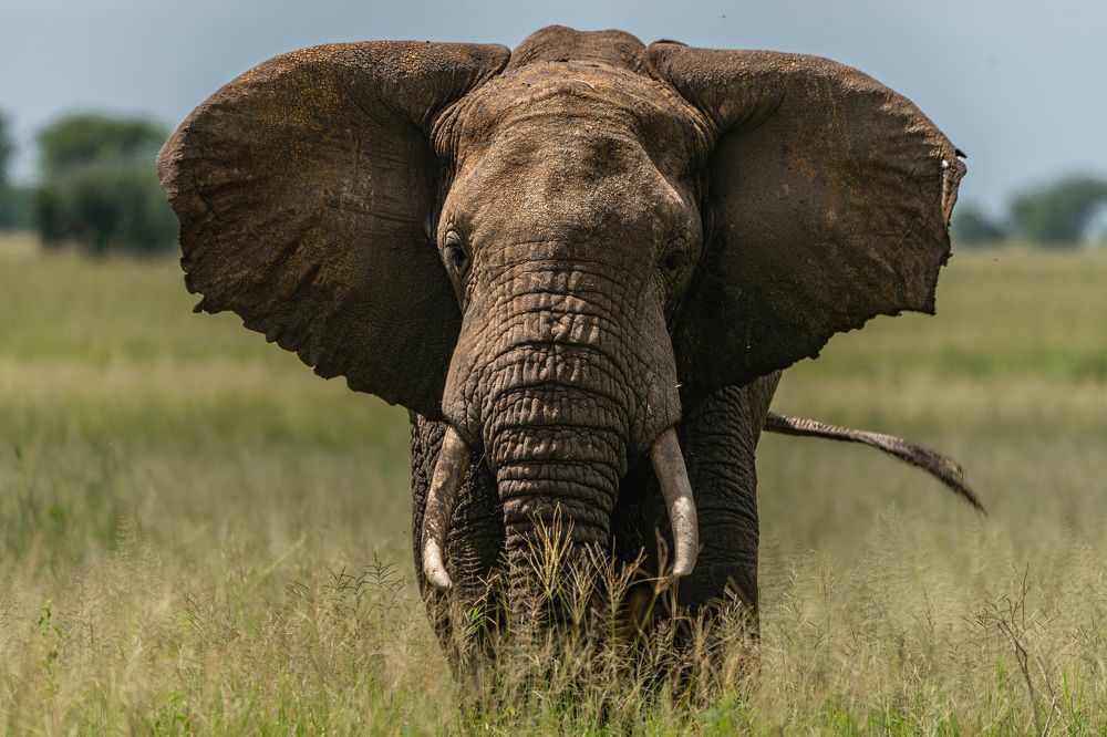 Photograph by Sergey Puponin