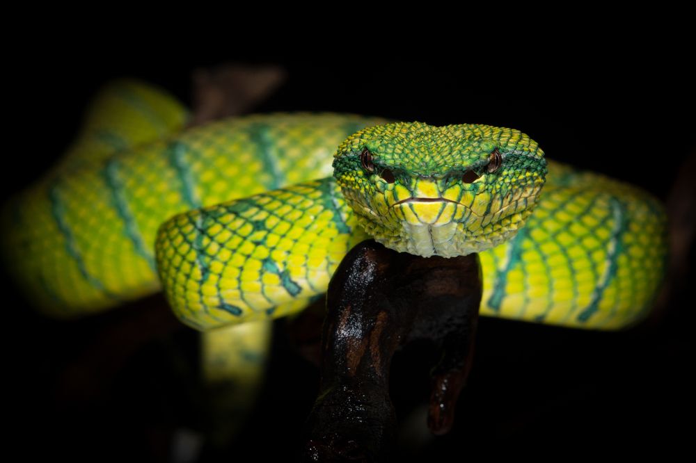 Photograph by Wildan Ardani