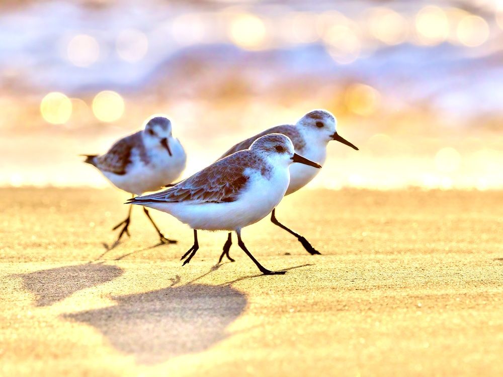 Photograph by Jarl Strömbom