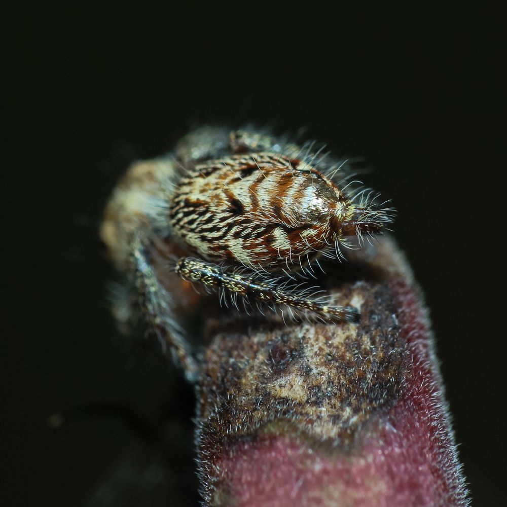 Photograph by Wira Awank