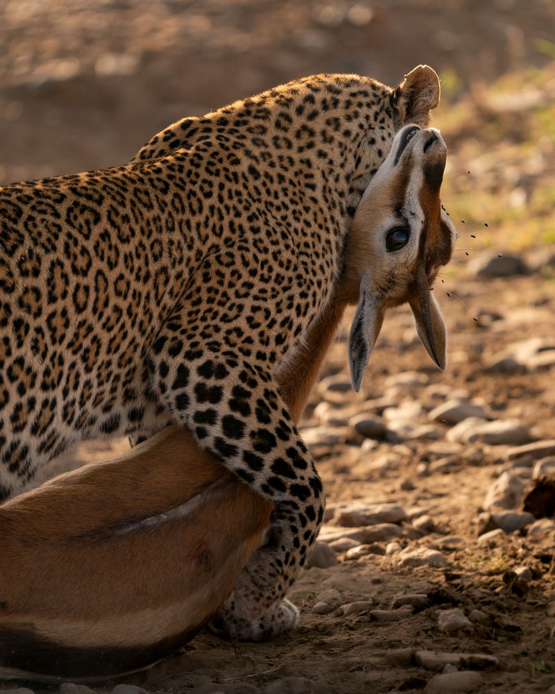 Фотография автора Sibin Nelson