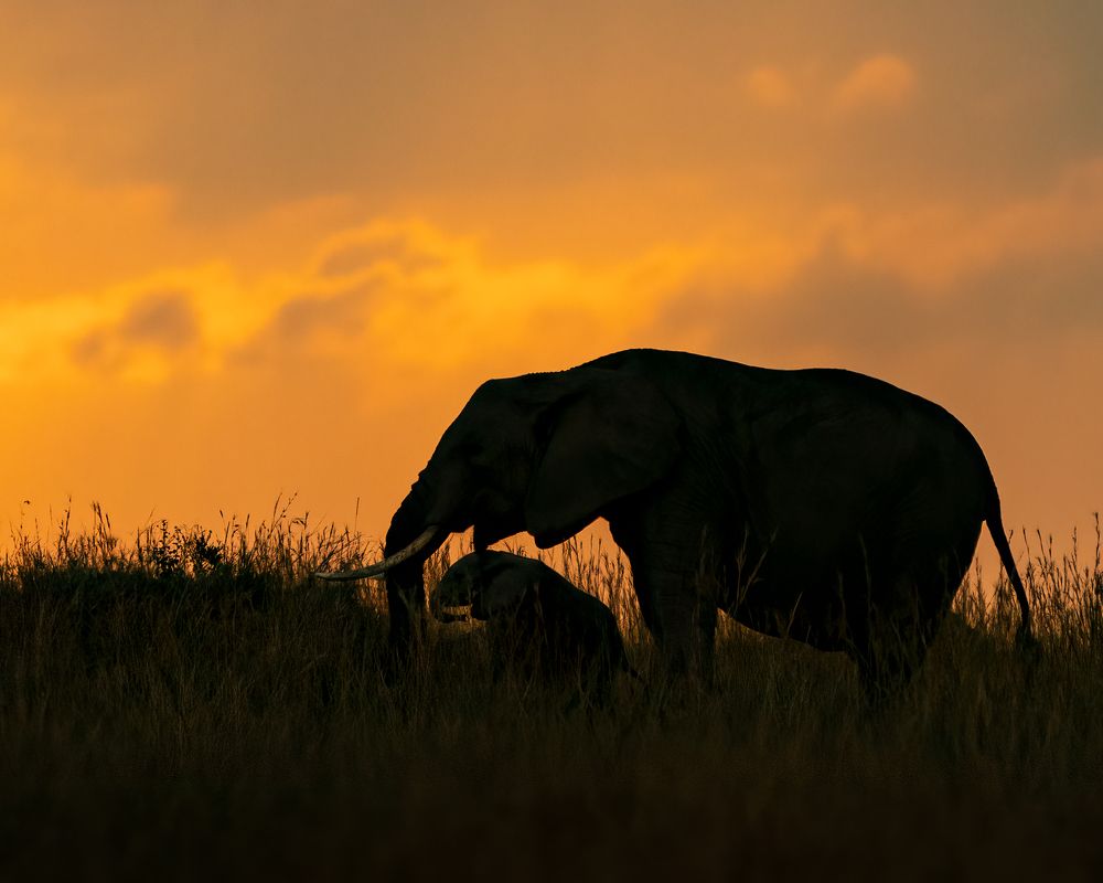 Фотография автора Sibin Nelson