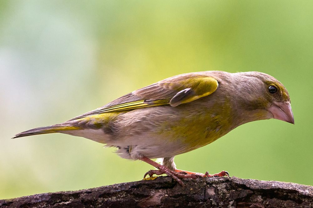 Фотография автора Владимир Глинский