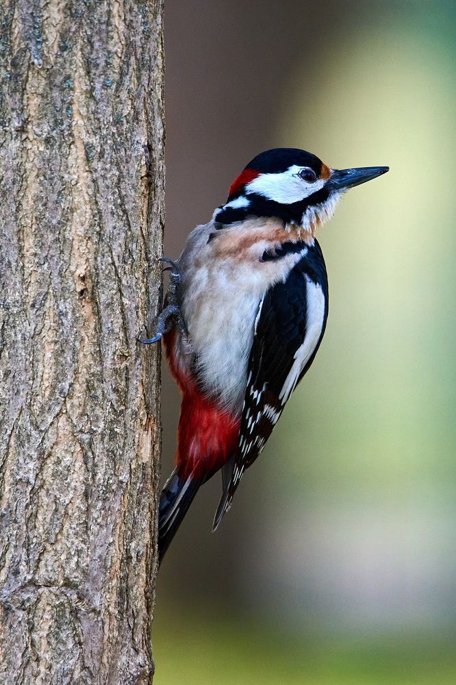 Фотография автора Владимир Глинский