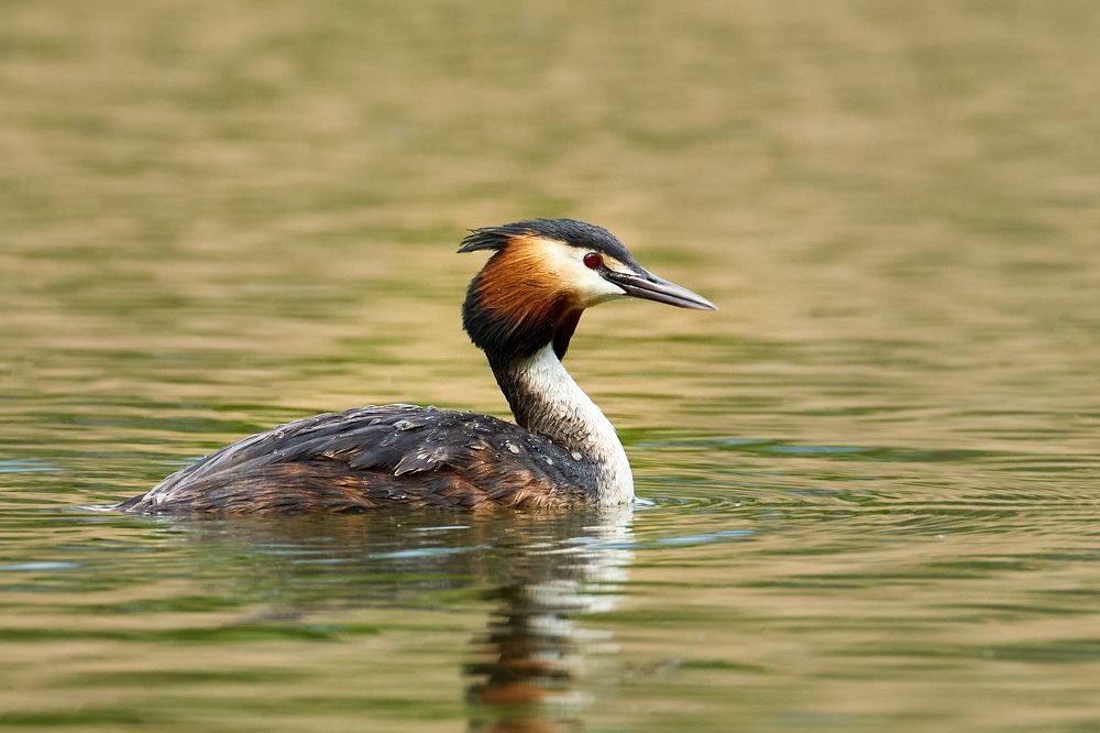 Фотография автора Владимир Глинский
