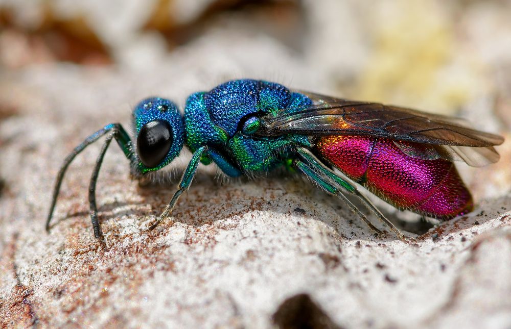 Блестянка огненная (Chrysis ignita)