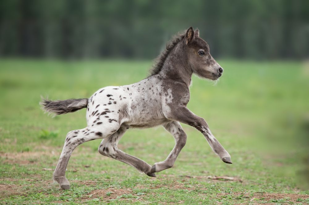 Фотография автора Олеся Евгеньевна