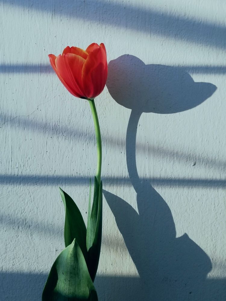 Photograph by Andrea Alcalá