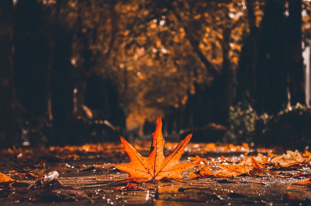 Photograph by ahmad hamzeh