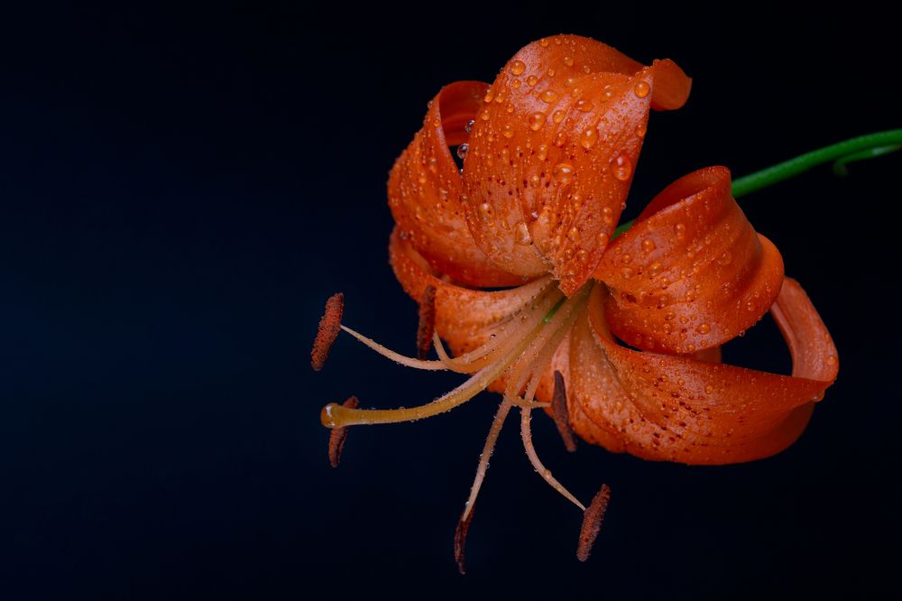 Photograph by Наталья Завьялова