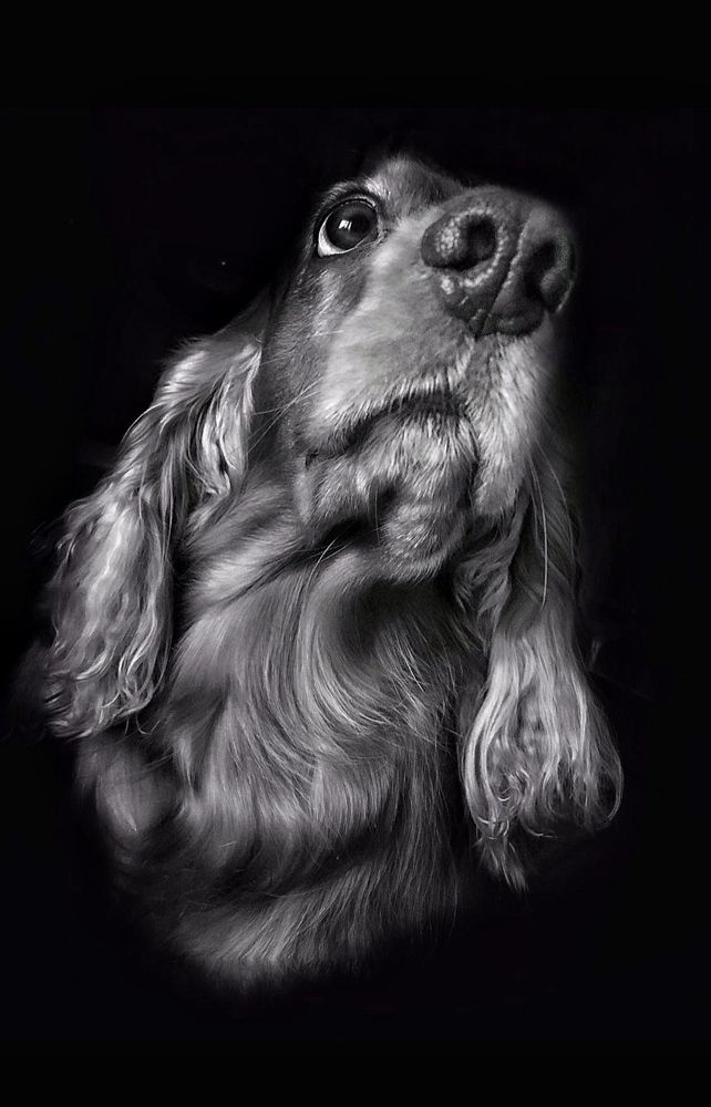 Кокер Злата