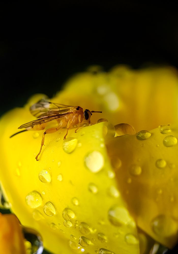 Sawfly