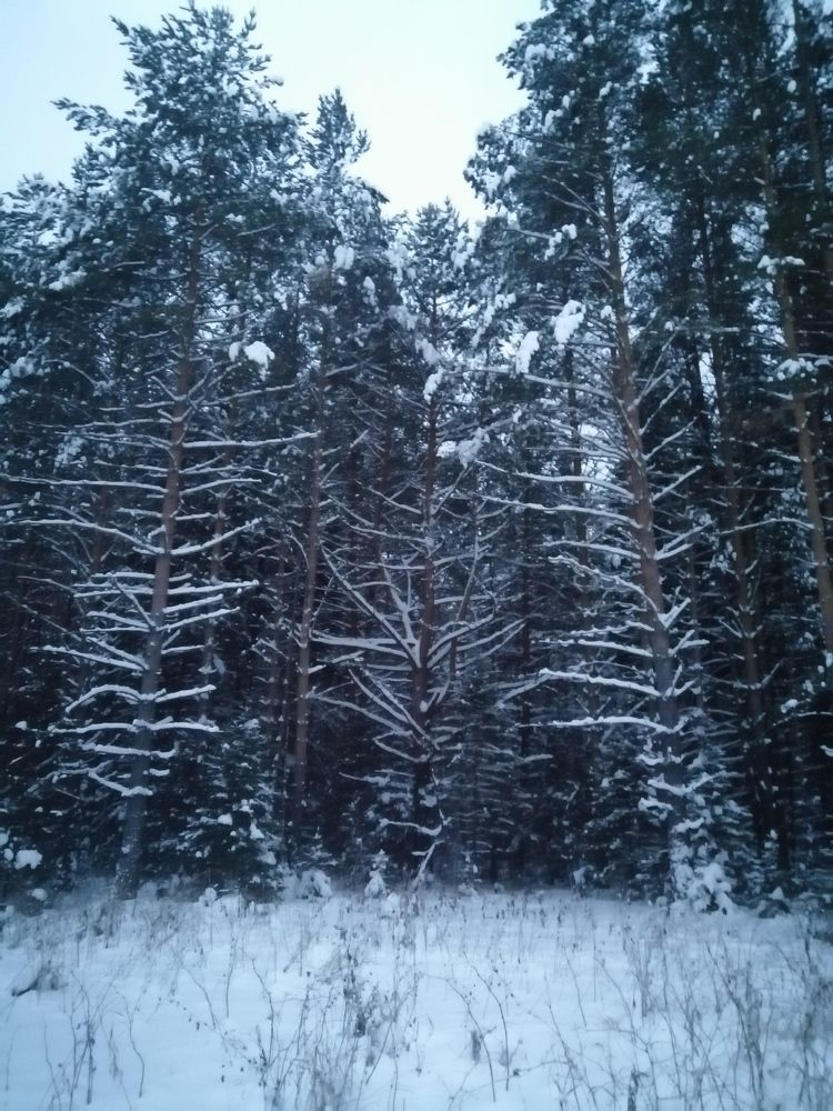 Лесная архитектура