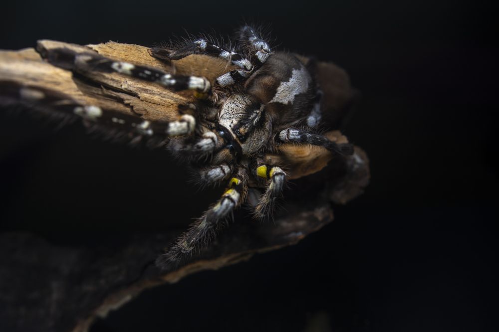 Photograph by Beno Medic