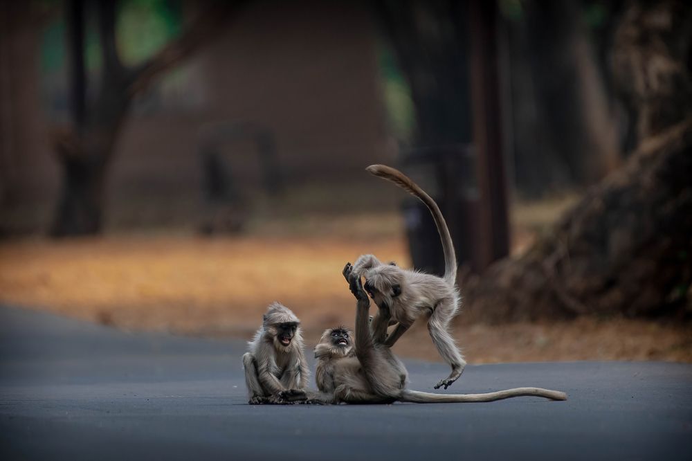 Photograph by Rahul Kahar