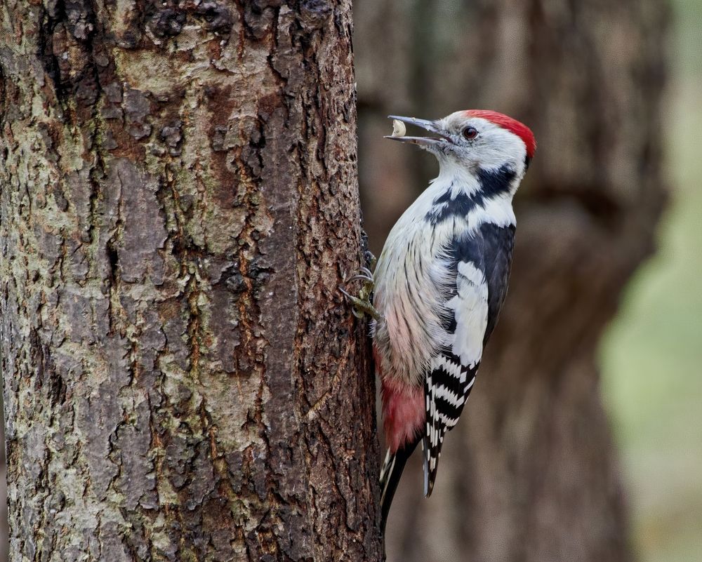 Средний пестрый дятел