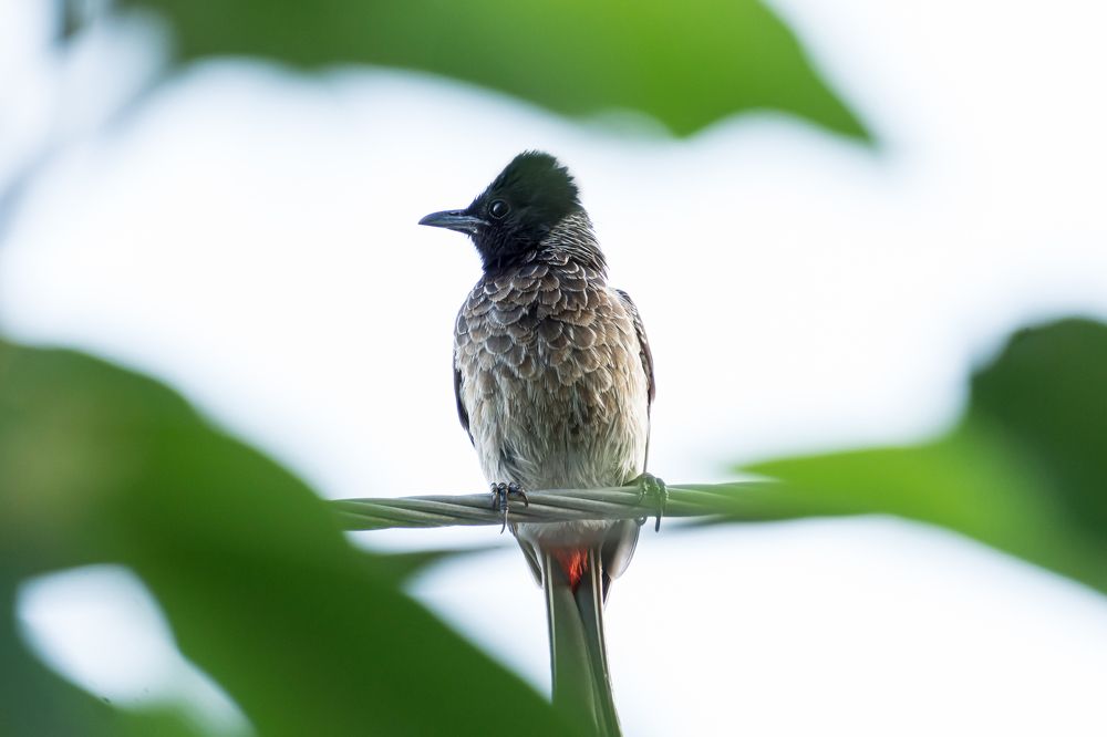 Photograph by Sharanesh S