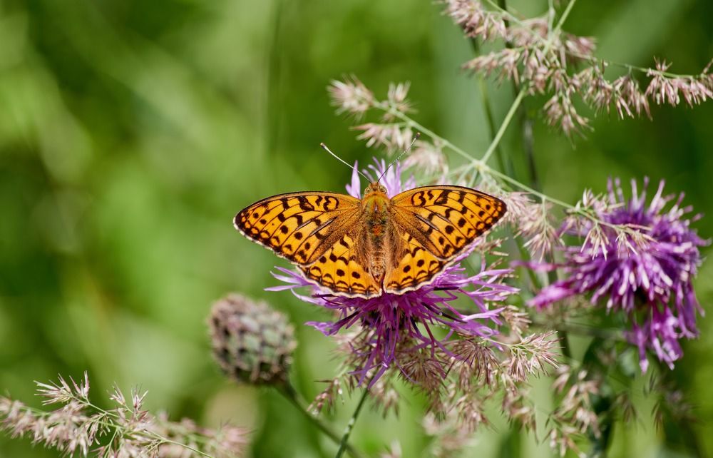 Брошка улетела -:))