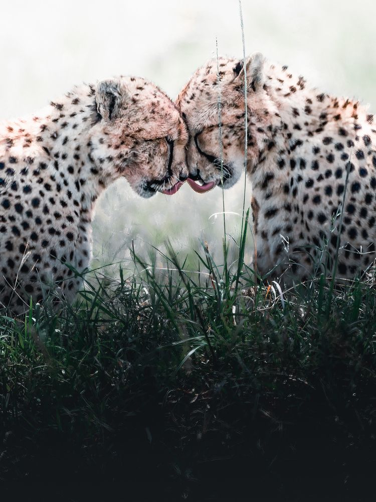 Photograph by Dhir Jakharia