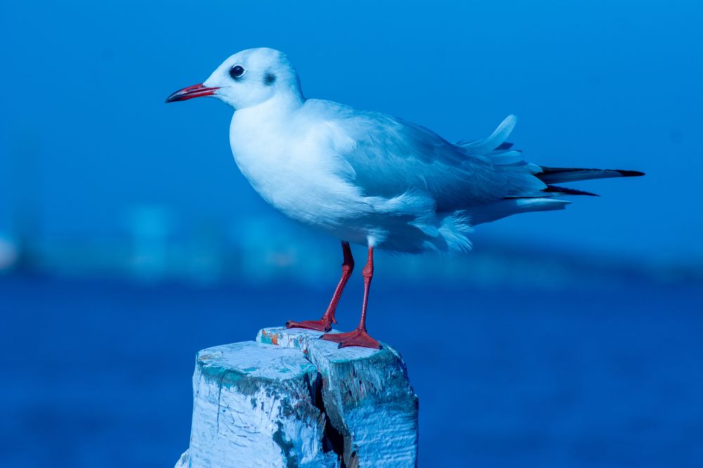 Фотография автора Anil Kumar Ravada