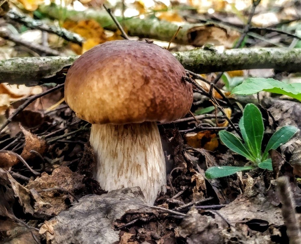 Photograph by Андрей Микулич