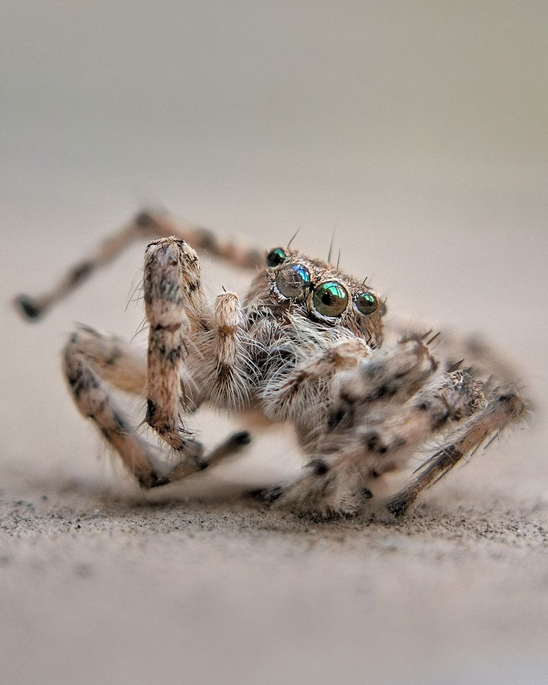 Jumping spider