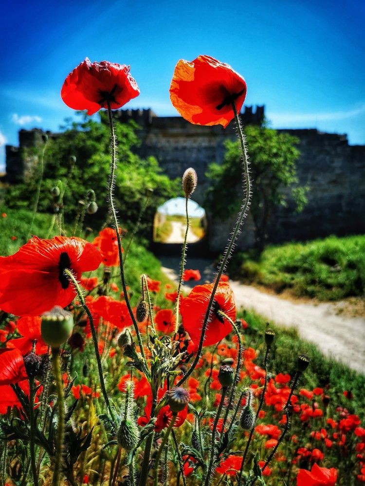 Крымские маки