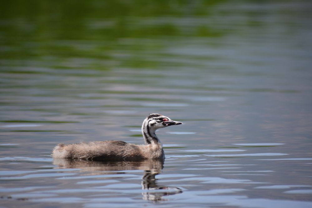 Photograph by Mohammad Amin Ghaffari