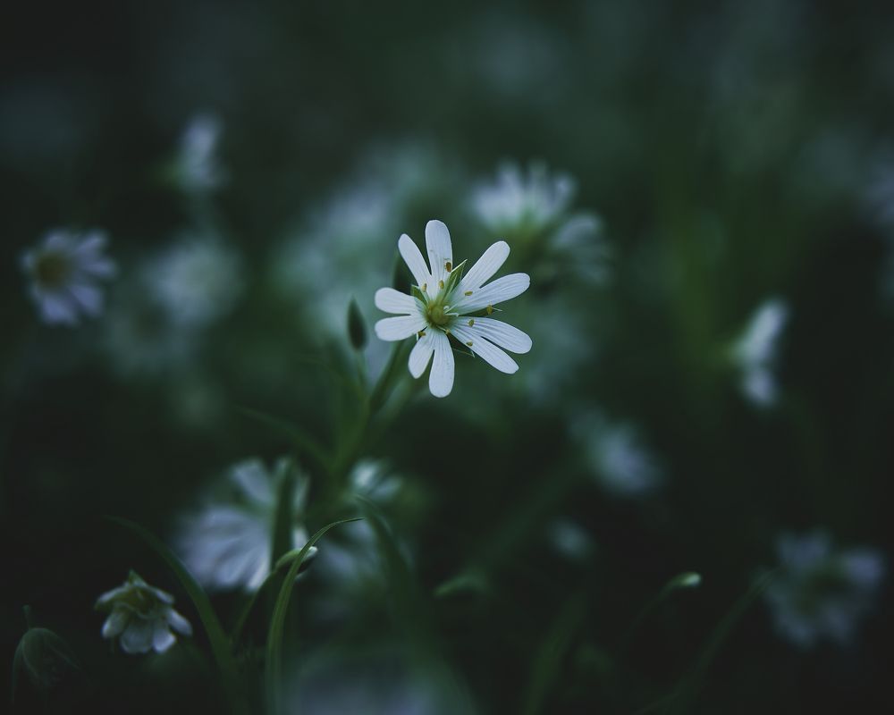 Фотография автора Александр Османов