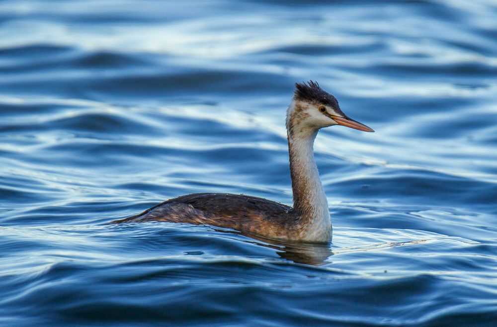 Photograph by Марина Фонарёва