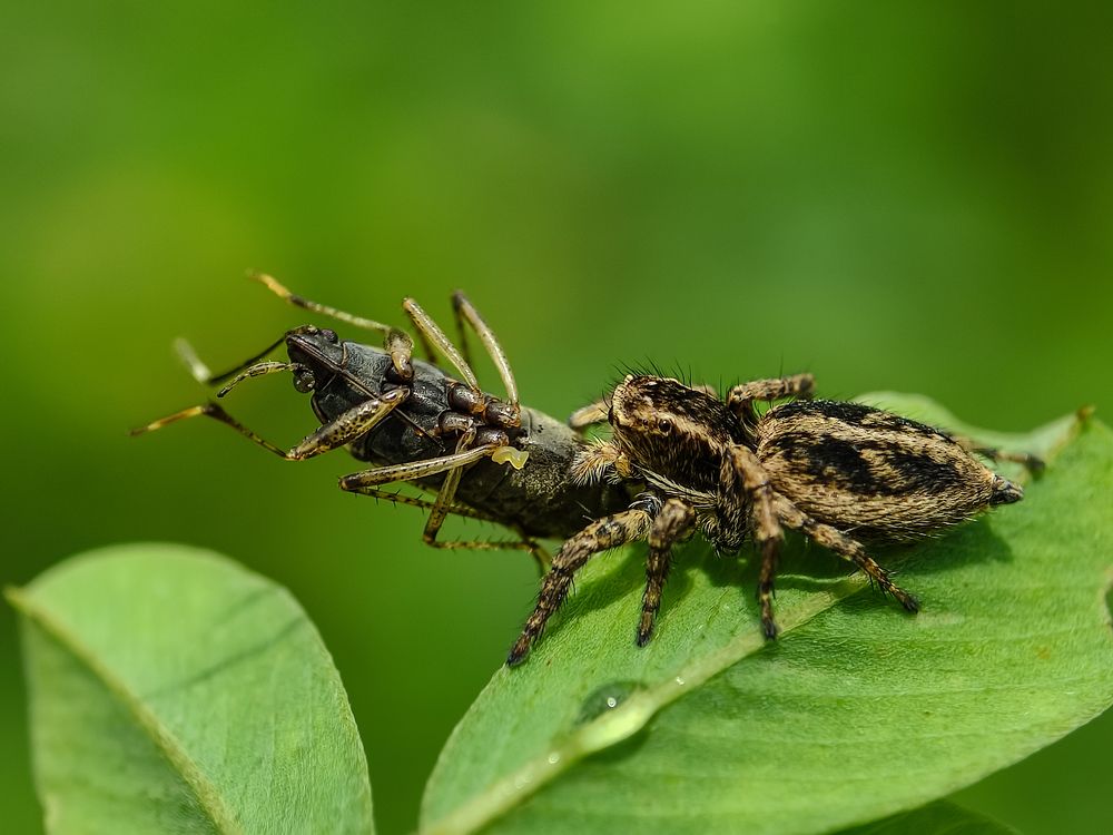 Marpissa muscosa spider hunting