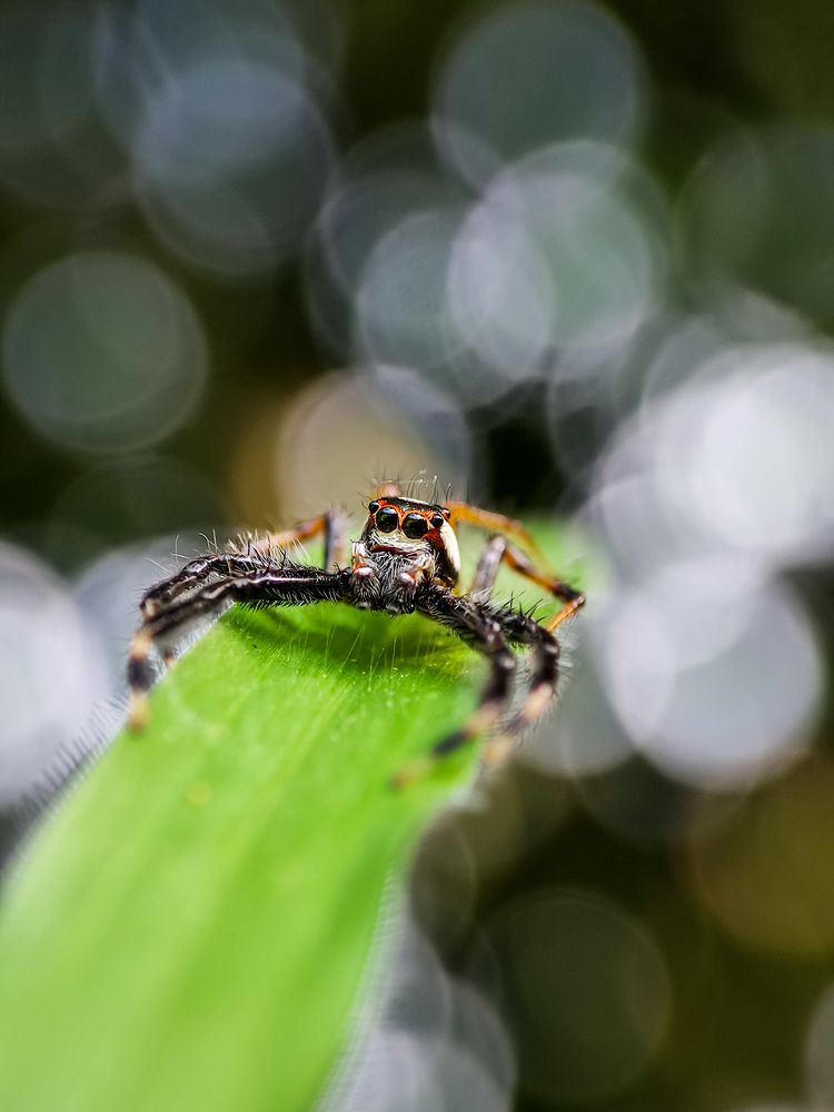 Telamonia Dimidiata in bokeh bubble