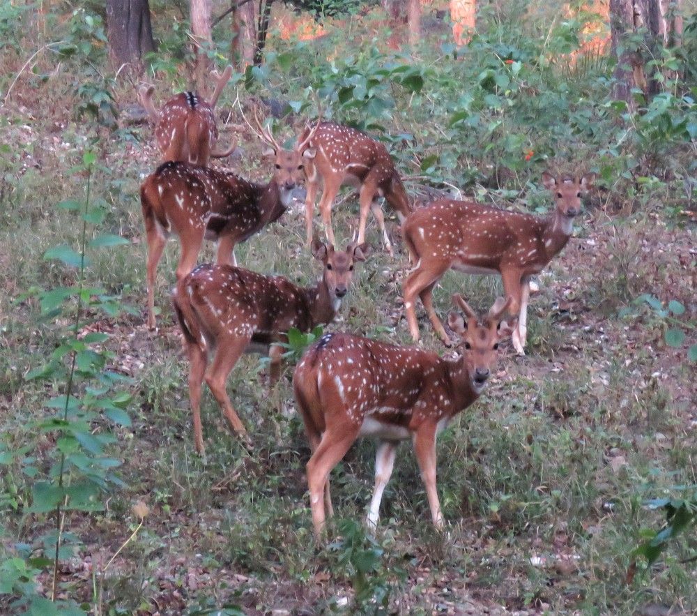 Group of spotted deer in almost V-shape looking head on