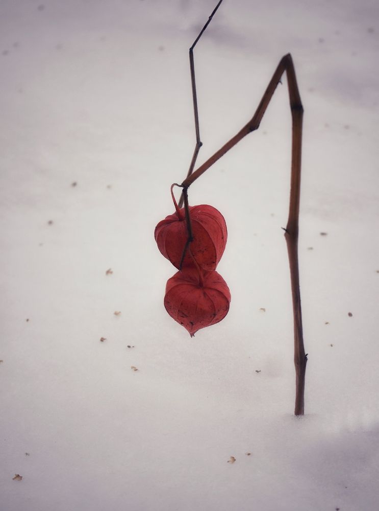 Photograph by Kira Bahvalova