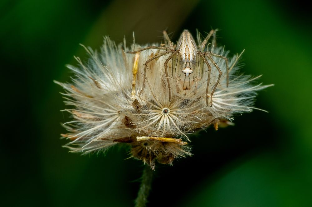 Photograph by Chua Bing Guan