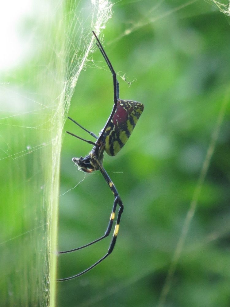 Photograph by Tempa Wangdi