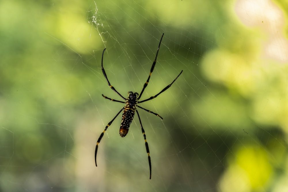 Фотография автора Vijay Richhiya