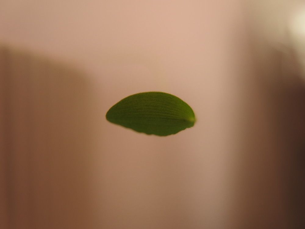 Learning to appreciate and live with every little thing around us.