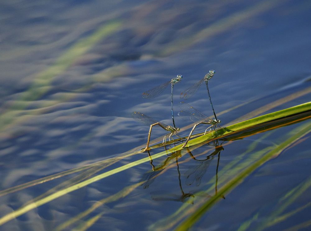 Photograph by Анатолий Плечистый