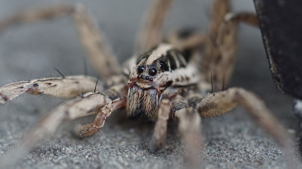 Photograph by Toomas Tõnisalu