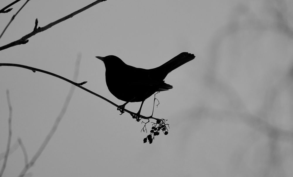 Photograph by Toomas Tõnisalu