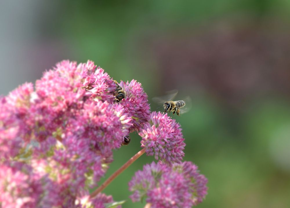 Photograph by Эльвира Быкова