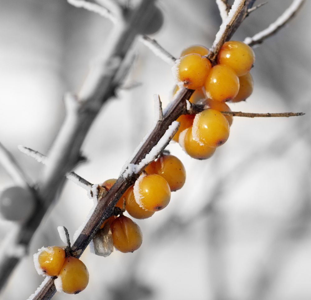 Photograph by Эльвира Быкова