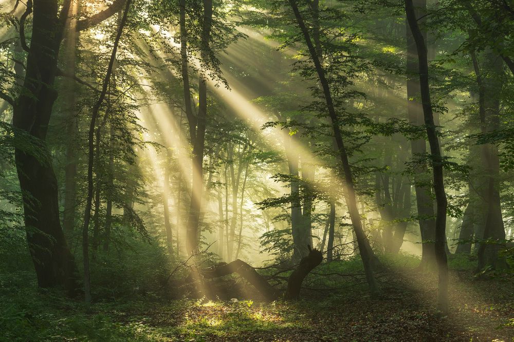 Photograph by Alex Coman