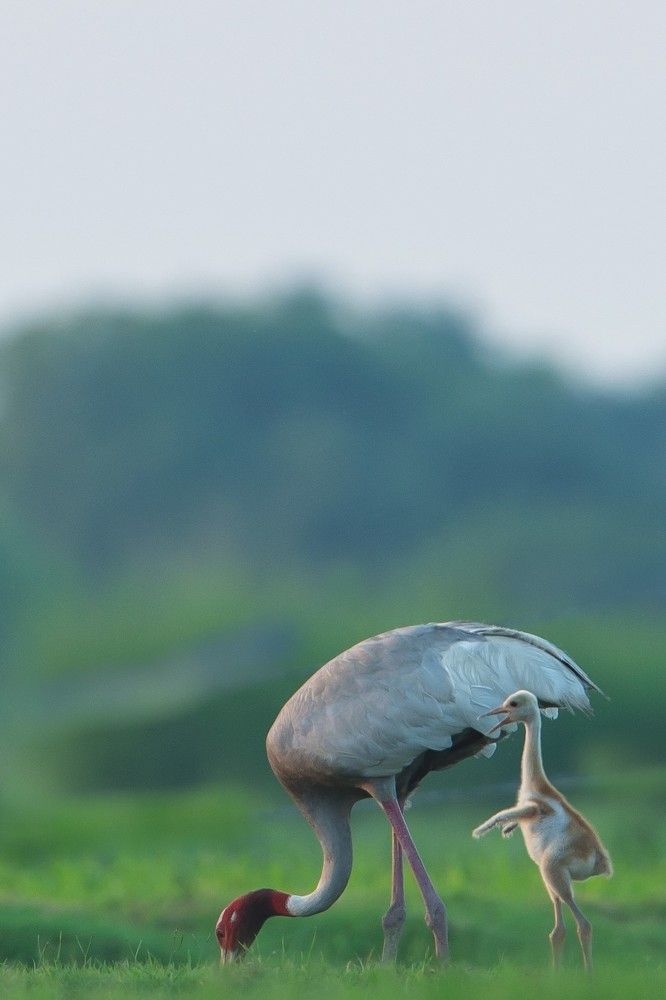 Photograph by Narinder Kohli