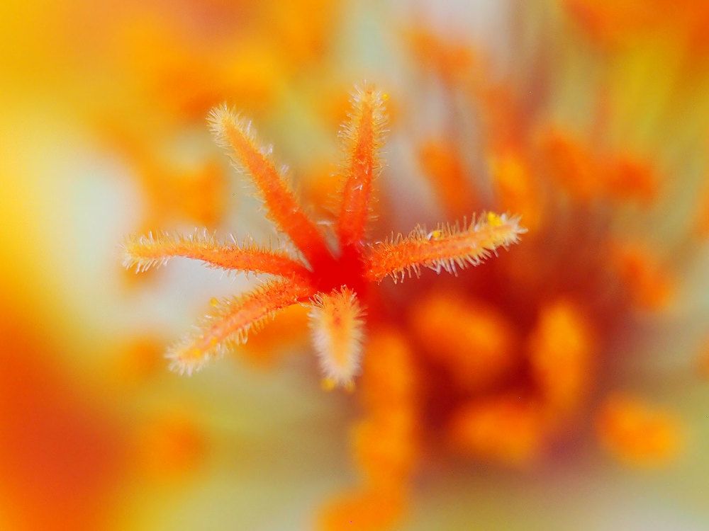 Photograph by Farid Ataei